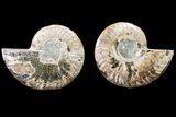 Bargain, Cut & Polished Ammonite Fossil - Madagascar #148015-1